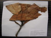 Herbarium sample